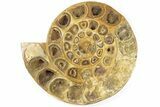 Cut & Polished Ammonite Fossil - Jurassic #199161-2